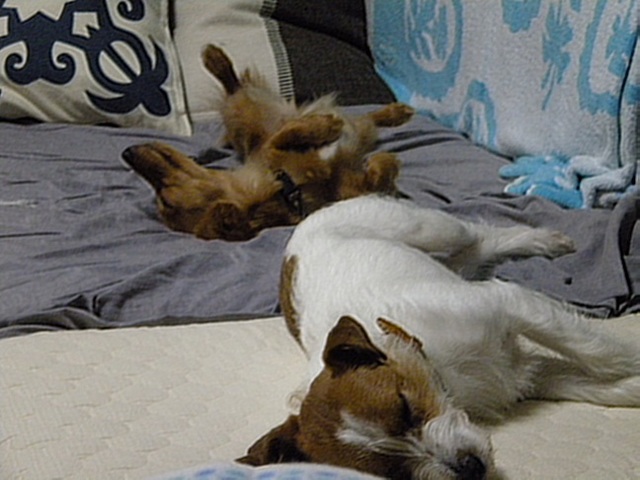 0000051457-2012_0617_222432-DSCN0918@こな.jpg