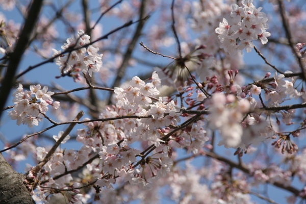 001@鎌倉桜.jpg