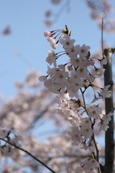 003@鎌倉桜.jpg