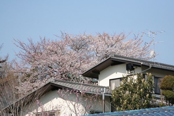 005@鎌倉桜.jpg