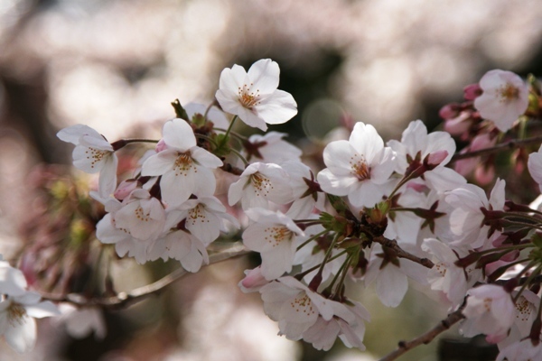 013@桜.jpg