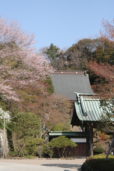 022@寺桜.jpg