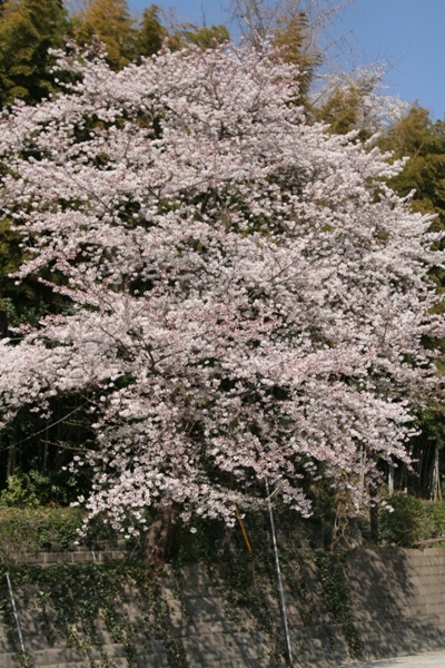 023@寺桜.jpg