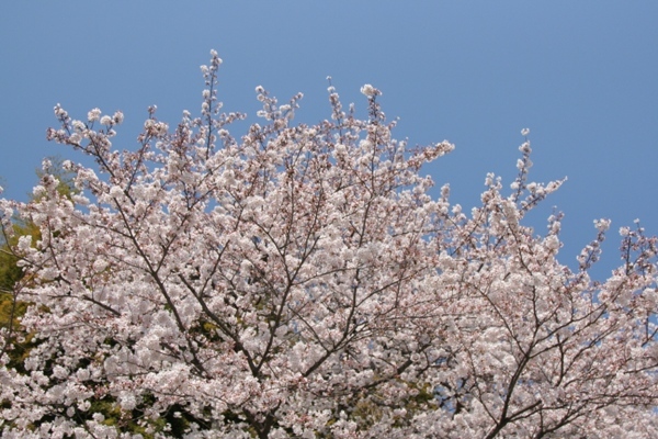 027@寺桜.jpg