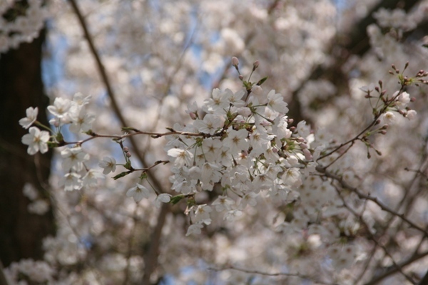 030@桜寺.jpg