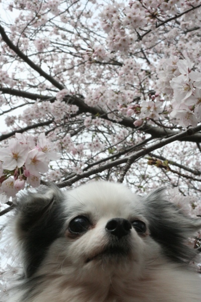 049@@かろんと桜.jpg