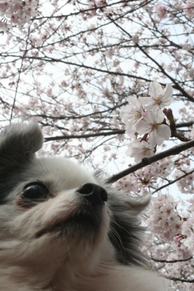 051カロンと桜.jpg