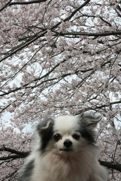 053かろんと桜.jpg