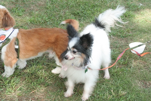 2012-08-18 027@里親会.jpg