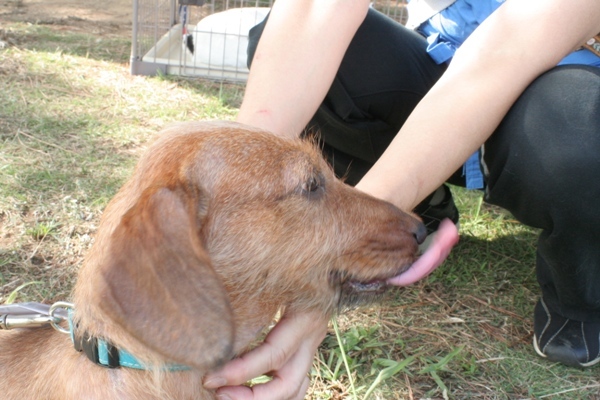 2012-08-18 036@里親会.jpg