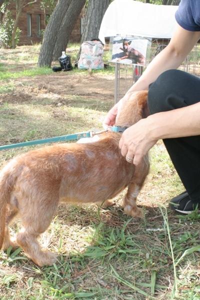 2012-08-18 037@里親会.jpg