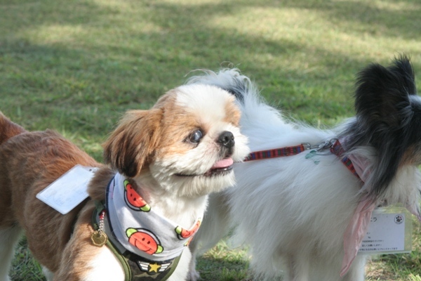 2012-08-18 046@里親会.jpg