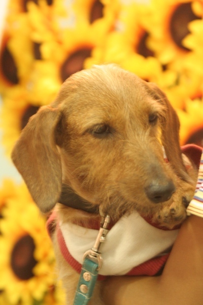 2012-08-23 015@interpets.jpg