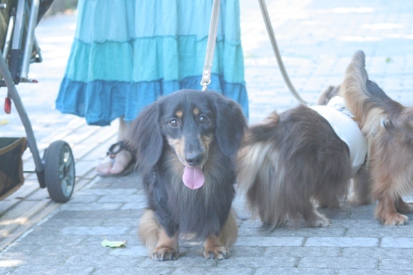 2012-08-23 074@interpets.jpg