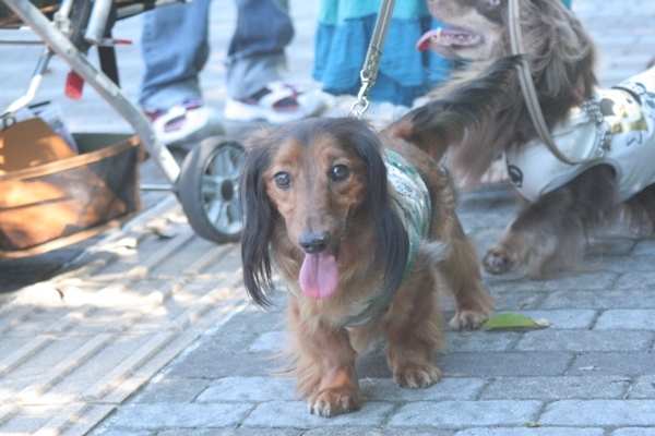 2012-08-23 078@interpets.jpg