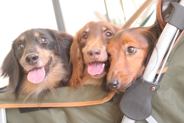 2012-08-23 080@interpets.jpg