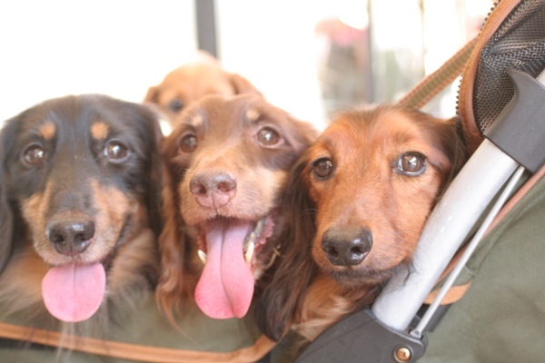 2012-08-23 082@interpets.jpg