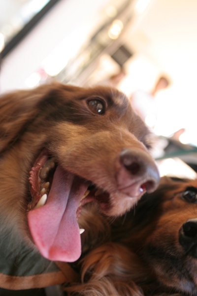 2012-08-23 104@interpets.jpg