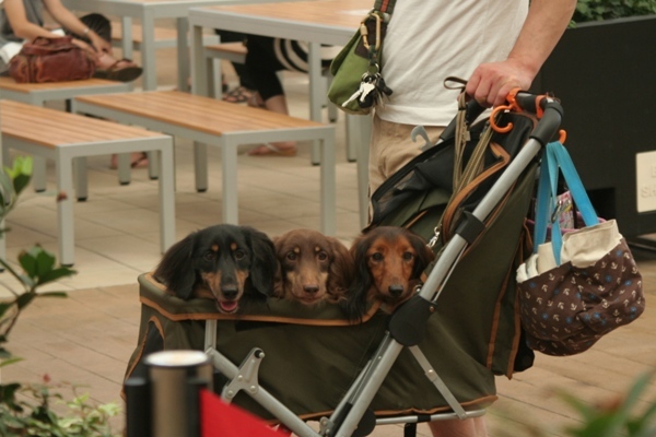 2012-08-23 110@interpets.jpg