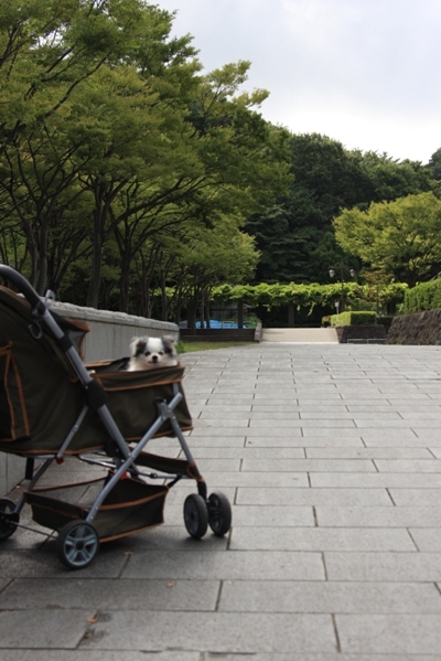 220@公園散歩.jpg