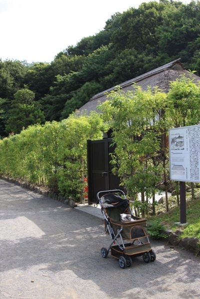 224@公園散歩.jpg