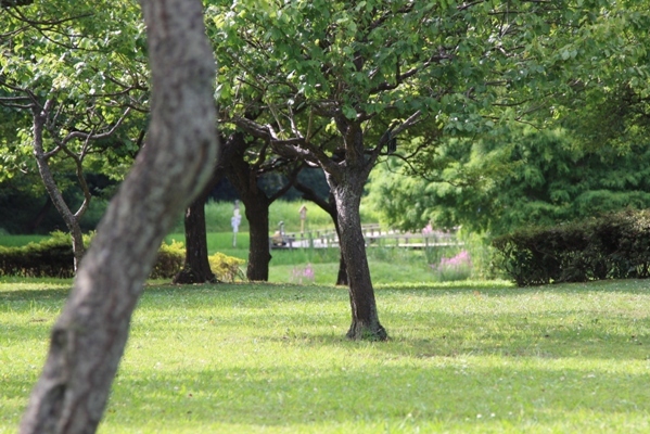229@公園散歩.jpg
