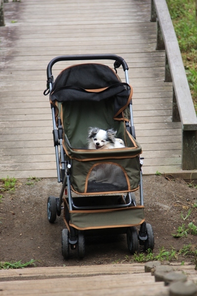 245@公園散歩.jpg