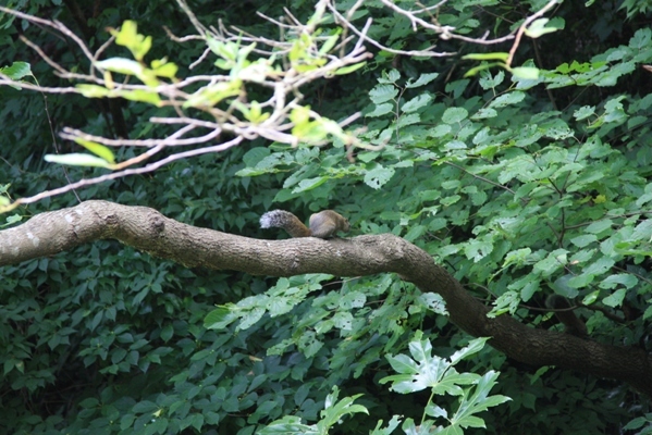 250@公園散歩.jpg