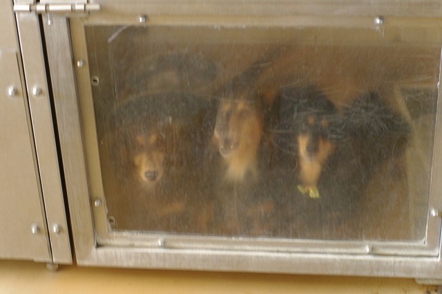 3頭ダックス3.jpg