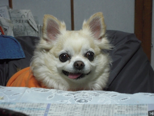 6576@チャッピー.jpg