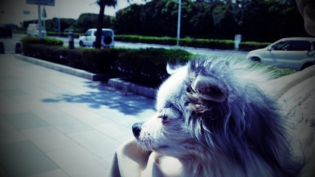 C360_2012-05-14-09-42-47@カロンと.jpg
