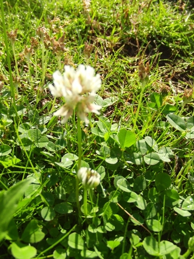 CIMG5846@お散歩.jpg