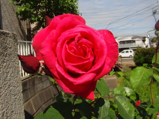 CIMG5853@お散歩.jpg