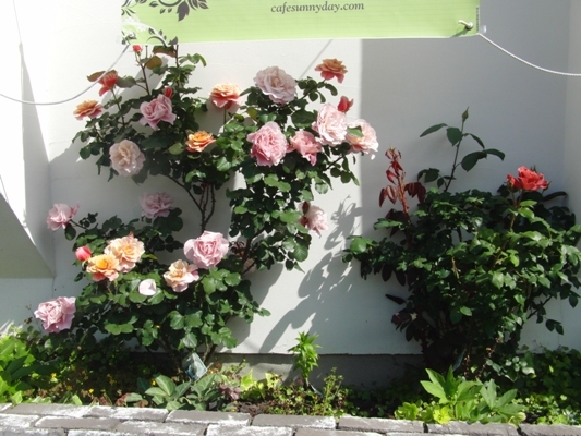 CIMG5855@お散歩.jpg