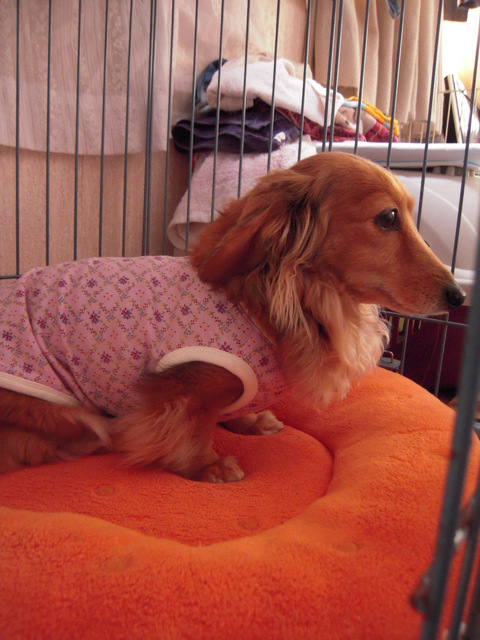 DSCN3072@こゆき.jpg