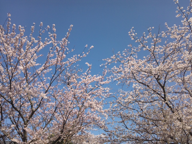 DSC_0398@鎌倉桜.jpg