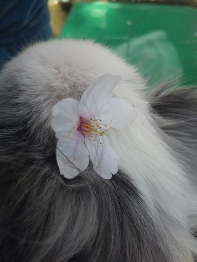 DSC_0400@caron桜.jpg
