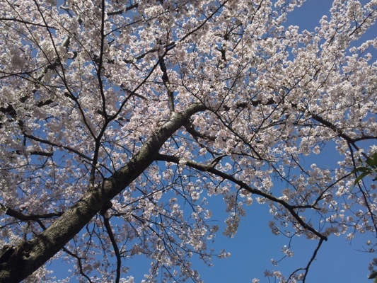 DSC_0402@桜.jpg