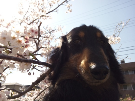 DSC_0409@桜.jpg