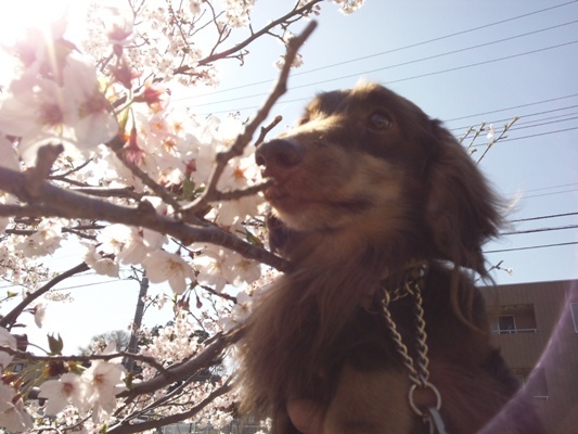 DSC_0410@桜.jpg