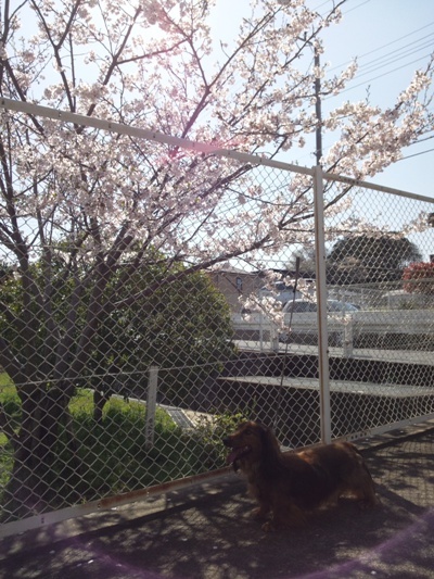DSC_0412@桜.jpg