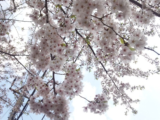 DSC_0439@お散歩.jpg
